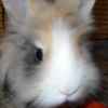 Photo de Noisette