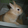 Photo de Vanil
