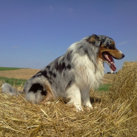Photo de profil de Fazer