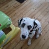 Photo de Daisie