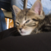 Photo de Flavius