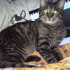 Photo de Mishka
