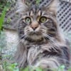Photo de Calypso la cannelle
