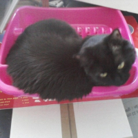 Photo de profil de Ketty