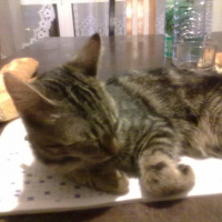 Photo de profil de Miki