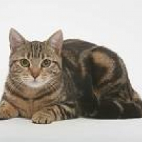 Photo de profil de Calamity jane