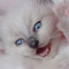 Photo de Fanou