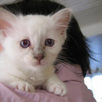 Photo de profil de Spock