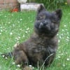 Photo de Nala