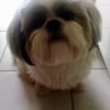 Photo de Doogy