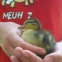 Photo de profil de Tiplouf