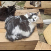 Photo de Domino
