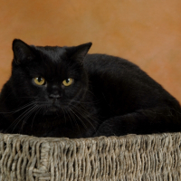 Photo de profil de Karelia
