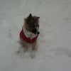 Photo de Choupette