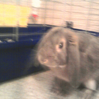 Photo de profil de Frimousse