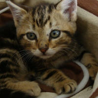 Photo de profil de Louna