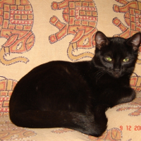 Photo de profil de Réglisse