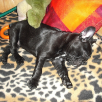 Photo de profil de Fantazia