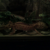 Photo de Leeloo