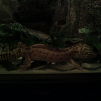 Photo de profil de Leeloo