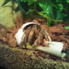 Photo de Krabs