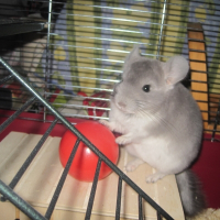 Photo de profil de Shumi