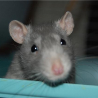 Photo de profil de Chivas