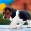 Photo de Harley, Beagle
