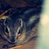 Photo de Crakinette