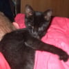 Photo de Cookie