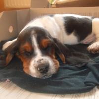 Photo de profil de Popeye