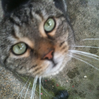 Photo de profil de Bominou