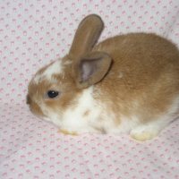Photo de profil de Fastoche