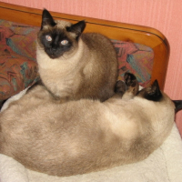 Photo de profil de Stella