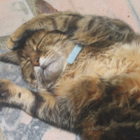 Photo de profil de Doushka