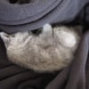 Photo de Boule
