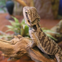 Photo de profil de Tikki