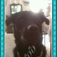 Photo de profil de Sherpa