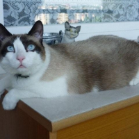 Photo de profil de Câlin