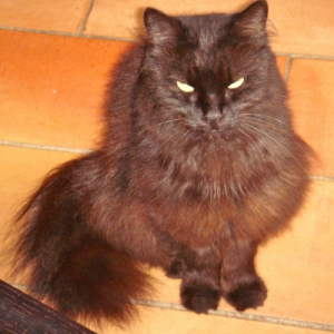 Photo de profil de Muscat