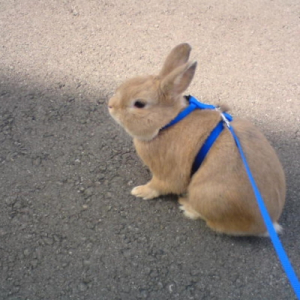 Photo de profil de Leon