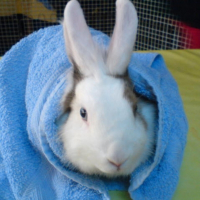 Photo de profil de Nougat