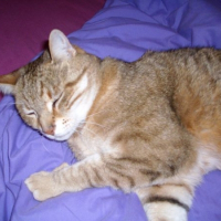Photo de profil de Domino
