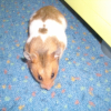 Photo de Bulle