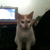 Photo de Jazz