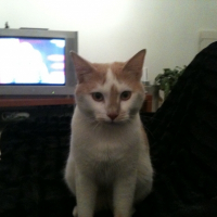 Photo de profil de Jazz