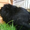 Photo de Reglisse