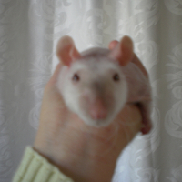 Photo de profil de Homer