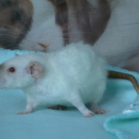 Photo de profil de Chanelle