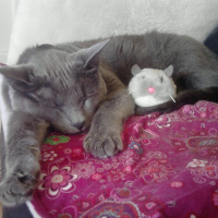 Photo de profil de Globule